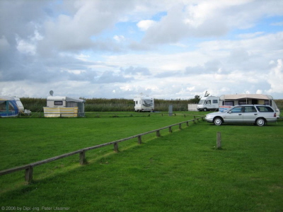 Grizzly auf Lakolk Camping