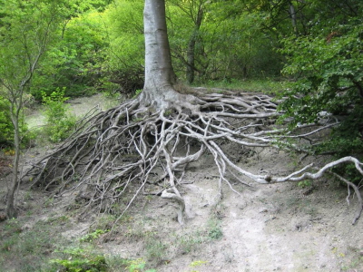 Baumwurzeln inmitten der Kreidefelsen von Mns Klint